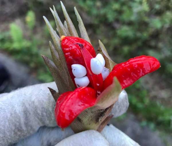 めっちゃ怖い！　ミョウガの『実』のビジュアルに「初めて見た…」「びっくり」