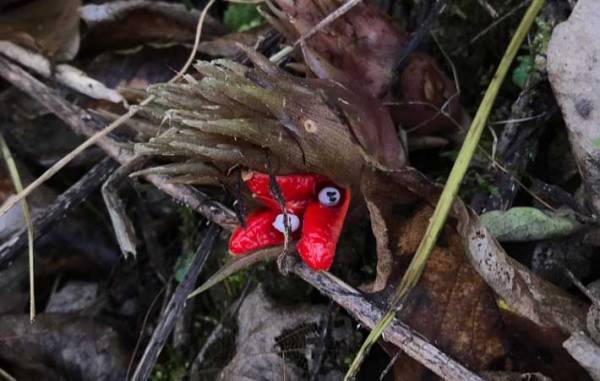 めっちゃ怖い！　ミョウガの『実』のビジュアルに「初めて見た…」「びっくり」