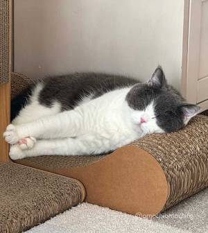 グレーの毛がかわいい猫　３年後…　「変わった！」「どちらも最高」