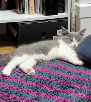 グレーの毛がかわいい猫　３年後…　「変わった！」「どちらも最高」