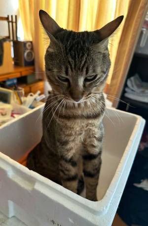 「猫様、お怒りです」　会いに行っただけで…「怖ー！！」「どうして」