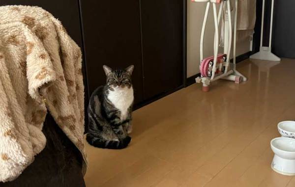 飼い主「ごめん、寝坊した」　ごはんを待つ猫の表情に「圧がすごい」
