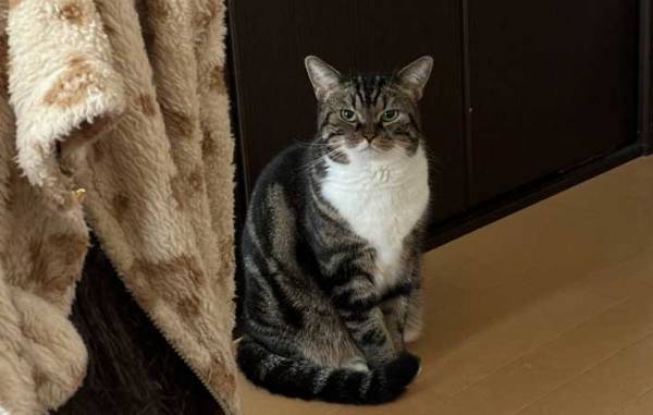 飼い主「ごめん、寝坊した」　ごはんを待つ猫の表情に「圧がすごい」