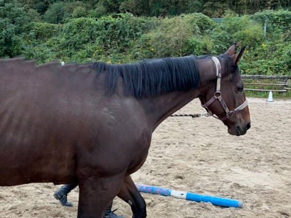 馬術部が、馬をパノラマ撮影した結果…　「大失敗から生まれた奇跡」「これはツボ」
