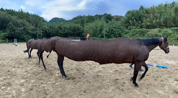 馬術部が、馬をパノラマ撮影した結果…　「大失敗から生まれた奇跡」「これはツボ」