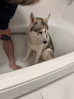 愛犬を風呂場に連れて行った飼い主　見せた姿に「悲しみがめちゃ伝わってきた」