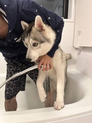 愛犬を風呂場に連れて行った飼い主　見せた姿に「悲しみがめちゃ伝わってきた」