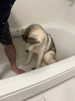 愛犬を風呂場に連れて行った飼い主　見せた姿に「悲しみがめちゃ伝わってきた」