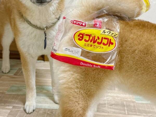 ２匹の柴犬、それぞれの表情の違いに「笑った」「虚無顔」