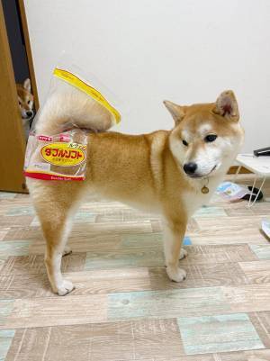 ２匹の柴犬、それぞれの表情の違いに「笑った」「虚無顔」