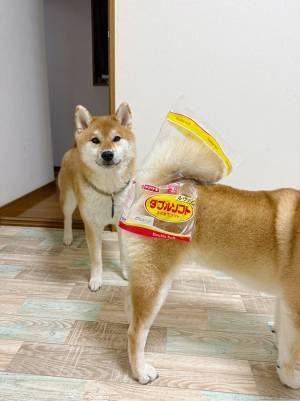 ２匹の柴犬、それぞれの表情の違いに「笑った」「虚無顔」