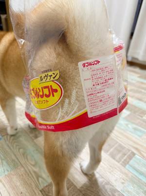 ２匹の柴犬、それぞれの表情の違いに「笑った」「虚無顔」