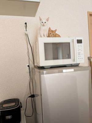 「そこはキャットタワーじゃない」　飼い主がツッコミを入れた姿に「誇らしげ」