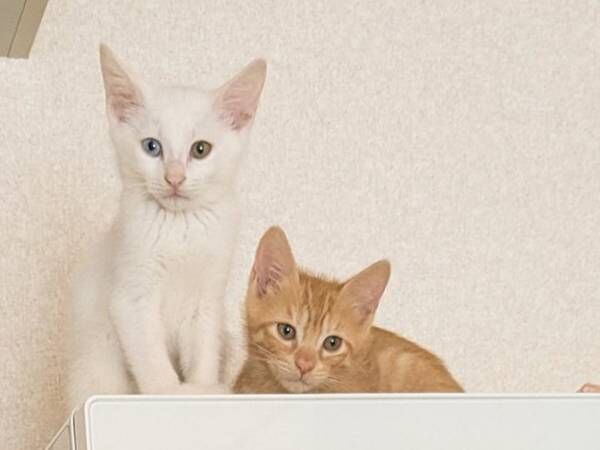 「そこはキャットタワーじゃない」　飼い主がツッコミを入れた姿に「誇らしげ」