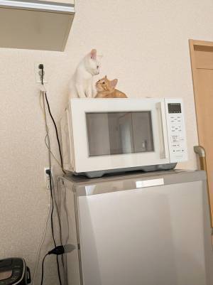 「そこはキャットタワーじゃない」　飼い主がツッコミを入れた姿に「誇らしげ」