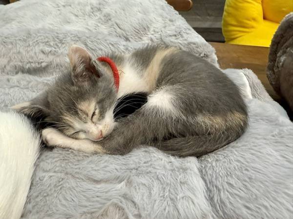 ニトリで買った毛布　使おうとしたら？「まさにお値段以上」「その手があったか」