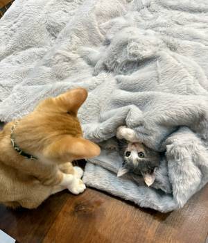 ニトリで買った毛布　使おうとしたら？「まさにお値段以上」「その手があったか」