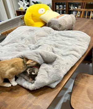 ニトリで買った毛布　使おうとしたら？「まさにお値段以上」「その手があったか」