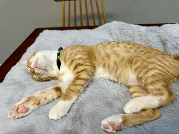 ニトリで買った毛布　使おうとしたら？「まさにお値段以上」「その手があったか」