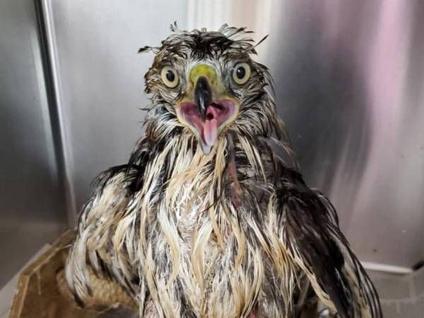 肥溜めに落ちて「オエェー」って顔をしてた鳥　洗った後の『姿』に衝撃！