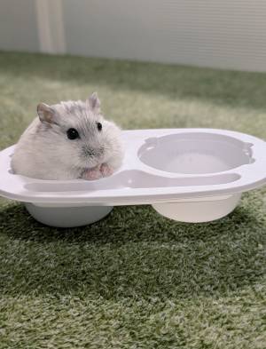 「天才」「ジャストフィット」　『雪見だいふく』の容器に？