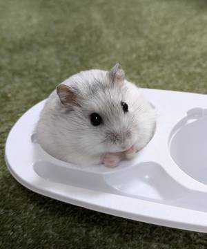 「天才」「ジャストフィット」　『雪見だいふく』の容器に？