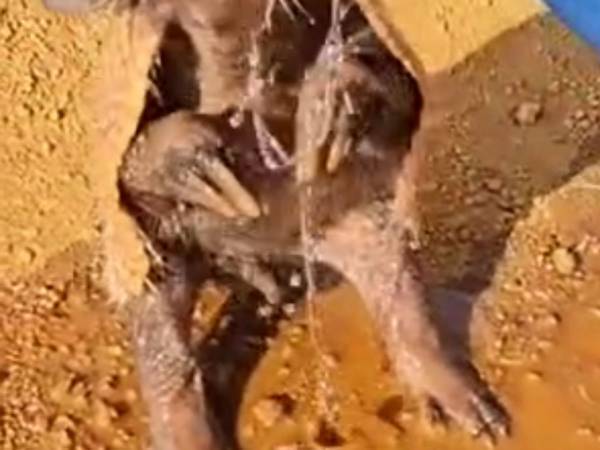 道で見つけた『アルマジロ』に水をあげたら？「とってもかわいい！」