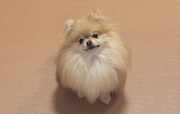 「授業中の私と同じ顔」「たまらない」　夫の話を聞く、ポメラニアンの姿がこちら