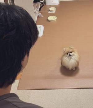 犬の写真