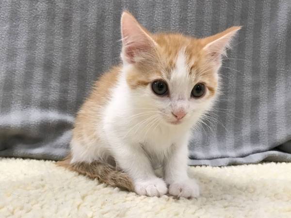 母乳が欲しい子猫　ふみふみしているのは母猫ではなく…？「かわいすぎる！」