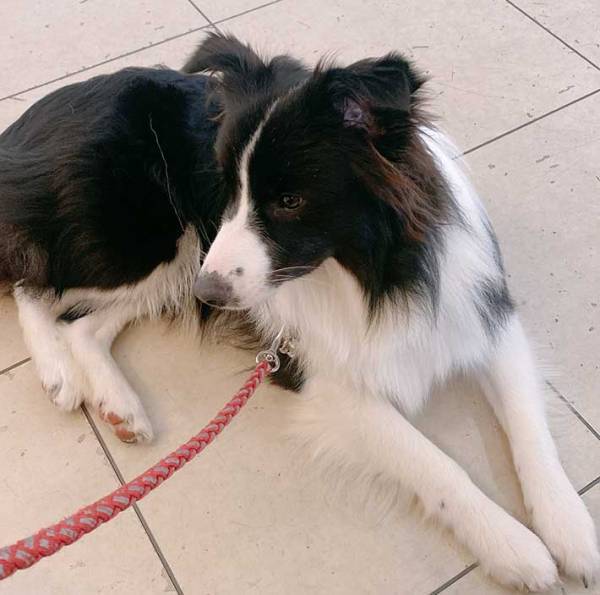 拗ねる犬に、飼い主がひと言「この場所は…」　ツッコミに「笑った」「そりゃ仕方ない」