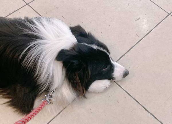 拗ねる犬に、飼い主がひと言「この場所は…」　ツッコミに「笑った」「そりゃ仕方ない」