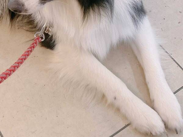 拗ねる犬に、飼い主がひと言「この場所は…」　ツッコミに「笑った」「そりゃ仕方ない」