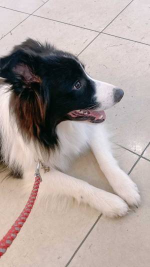 拗ねる犬に、飼い主がひと言「この場所は…」　ツッコミに「笑った」「そりゃ仕方ない」