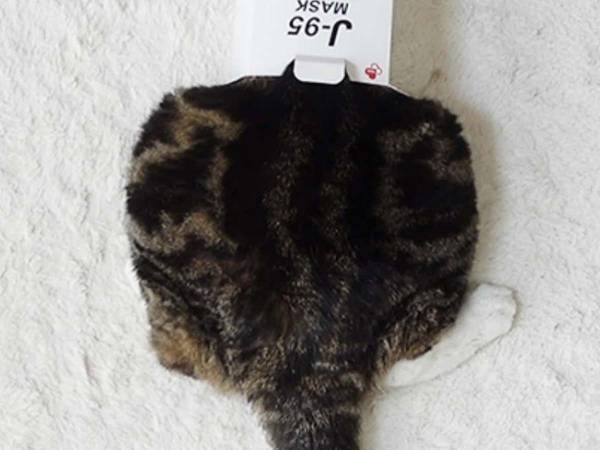 ぽっちゃりだと思ってた…　猫を写した３枚に「これは詐欺」「爆笑した」