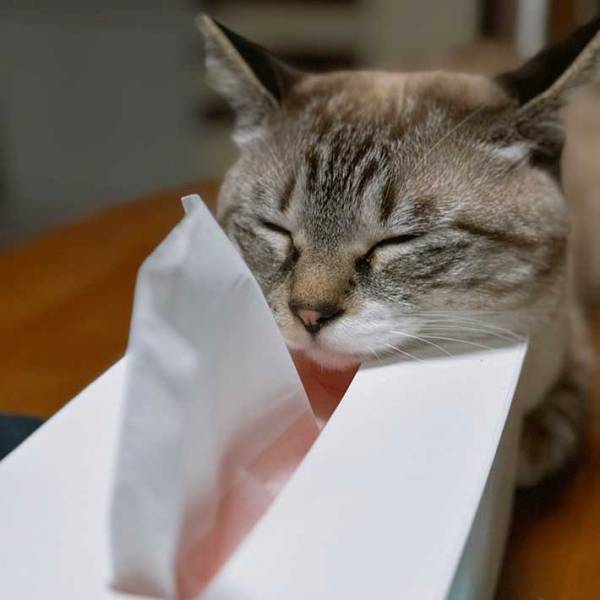 天使のような寝顔の猫　でも寝ている場所が…