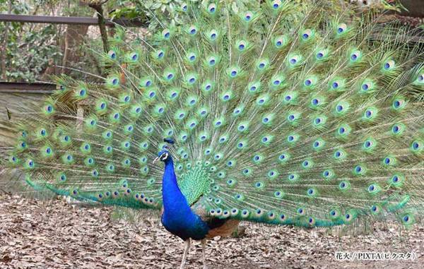 「好きになってもらうために、何かしてるの？」　恋する息子の回答に「笑った」