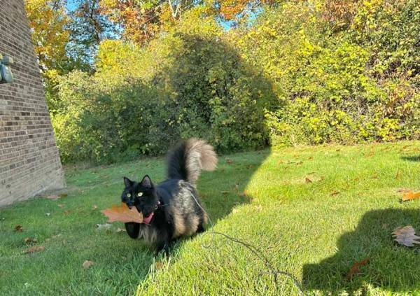 芝生で遊ぶ黒猫　くわえてきたものに「犬かと思った」「宝物なのかな」