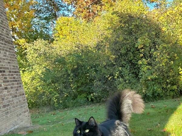 芝生で遊ぶ黒猫　くわえてきたものに「犬かと思った」「宝物なのかな」