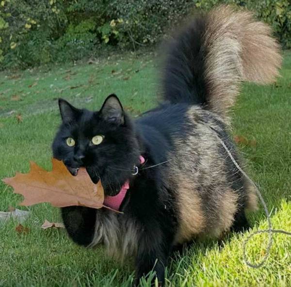 芝生で遊ぶ黒猫　くわえてきたものに「犬かと思った」「宝物なのかな」