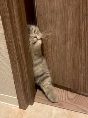 「同じ顔してトイレに侵入」　猫たちの表情にじわじわくる