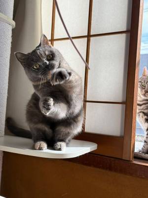 謎のポーズに「ハンドル切ってる」　飼い主が撮影した１枚が、こちら