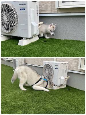 室外機の裏に隠れるハスキー　２年後の姿に「かわいい」「成長って素晴らしい」