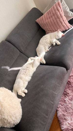 猫がソファを占拠　飼い主の『叫び』に「そっちか」「爆笑した」