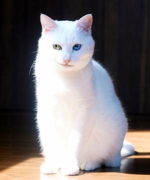 オッドアイが美しい猫　口元が…　「なんてニヒル」「悪役のよう」