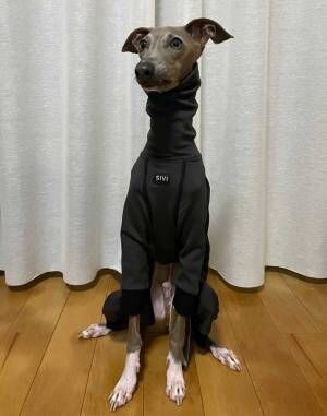 犬の写真