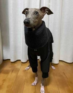 犬に冬物の服を着せると？　パリコレモデルのような１枚に「めっちゃオシャレ」