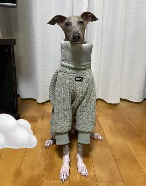 犬に冬物の服を着せると？　パリコレモデルのような１枚に「めっちゃオシャレ」