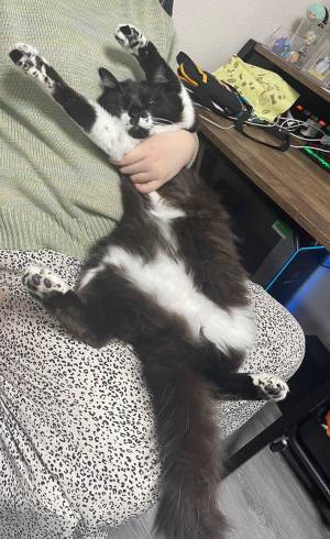 全力で身をゆだねる元保護猫　その姿に「すごいな…」「かわいすぎる！」