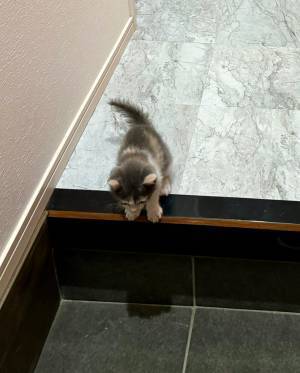 玄関で止まった猫　生後１か月の行動に「泣ける」「最大の試練きた」